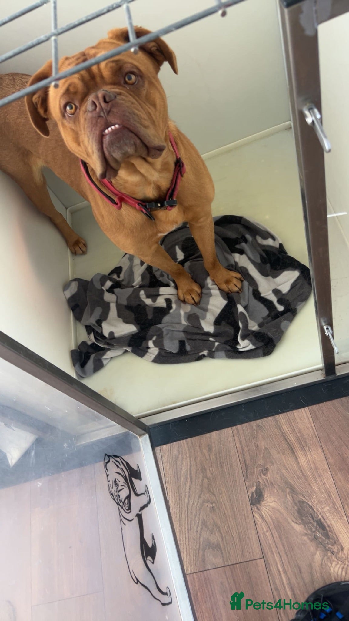 Dogue De Bordeaux dogs dogue de bordeaux (free) - Advert 3