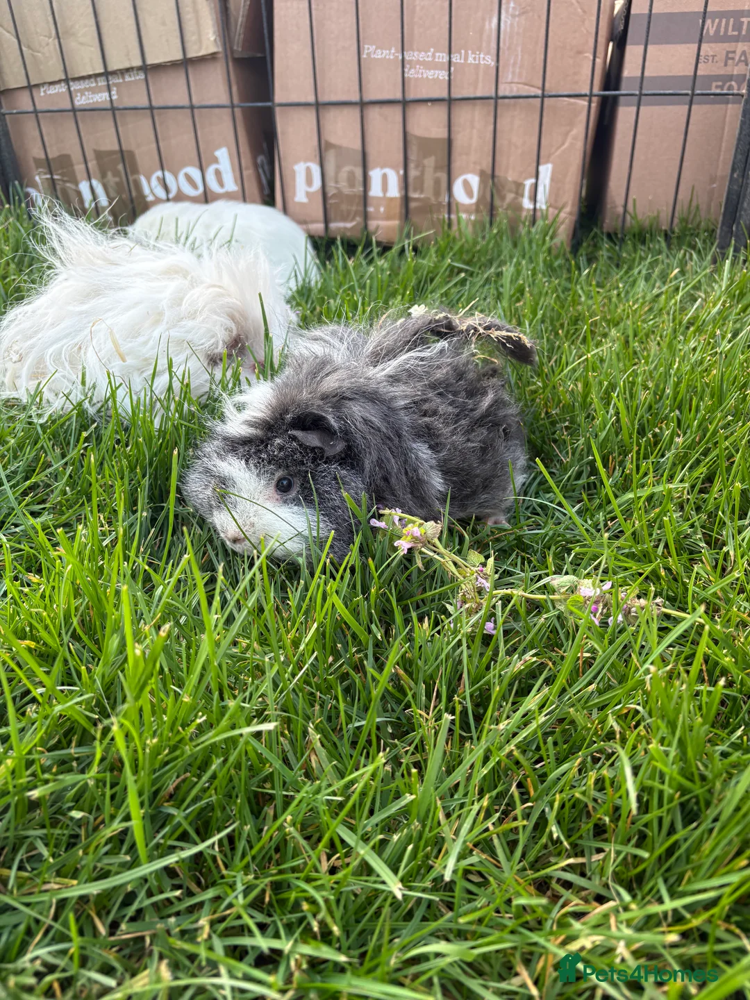 Guinea Pig rodents for sale: Adult male guinea pigs - Advert 1