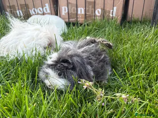 Guinea Pig rodents Adult male guinea pigs - Advert 3