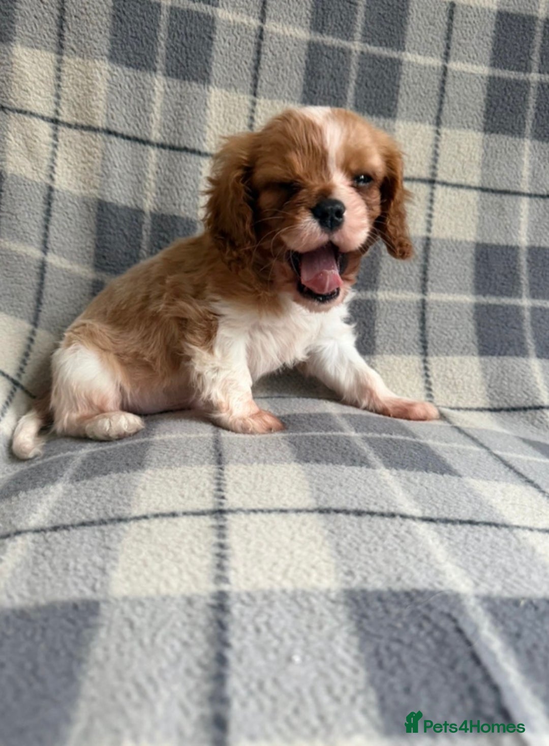 Cavalier King Charles Spaniel dogs for sale: Beautiful little boy Cavalier King Charles  - Advert 4