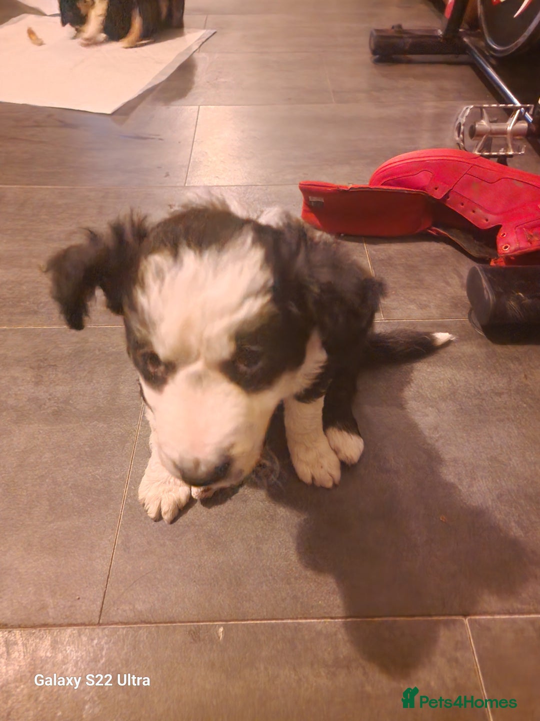 Mixed Breed dogs for sale: Boarder collie  - Advert 6