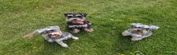 Miniature Schnauzer dogs for stud: KC reg miniature schnauzer for stud  in Liverpool - Advert 6