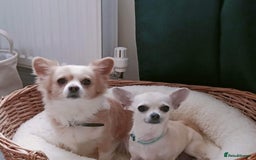 Chihuahua dogs for sale: Loyal Chihuahua Pair Seeking Loving Home - Image 1