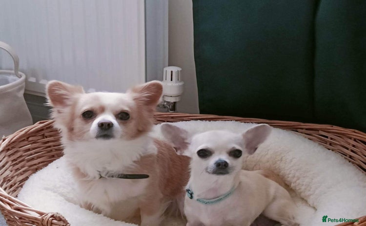 Chihuahua dogs - Advert 1