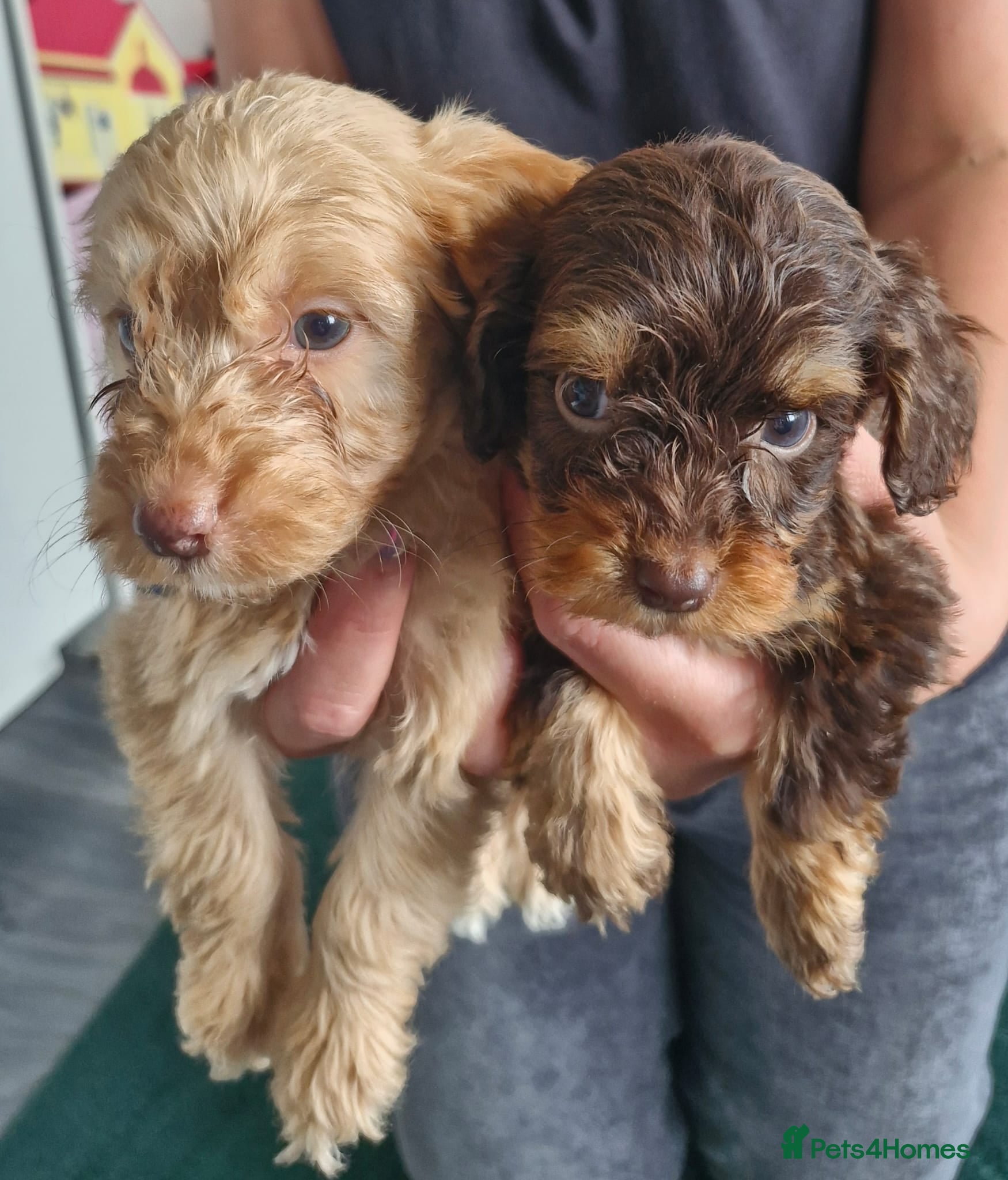 Cockapoo dogs Stunning toy cockapoo puppy's for sale  - Advert 2