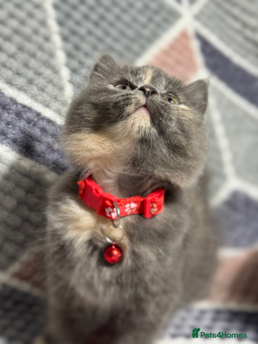 Mixed Breed cats for sale: 🐾 Adorable 9-Week Kittens for Sale 🐾 - Advert 4