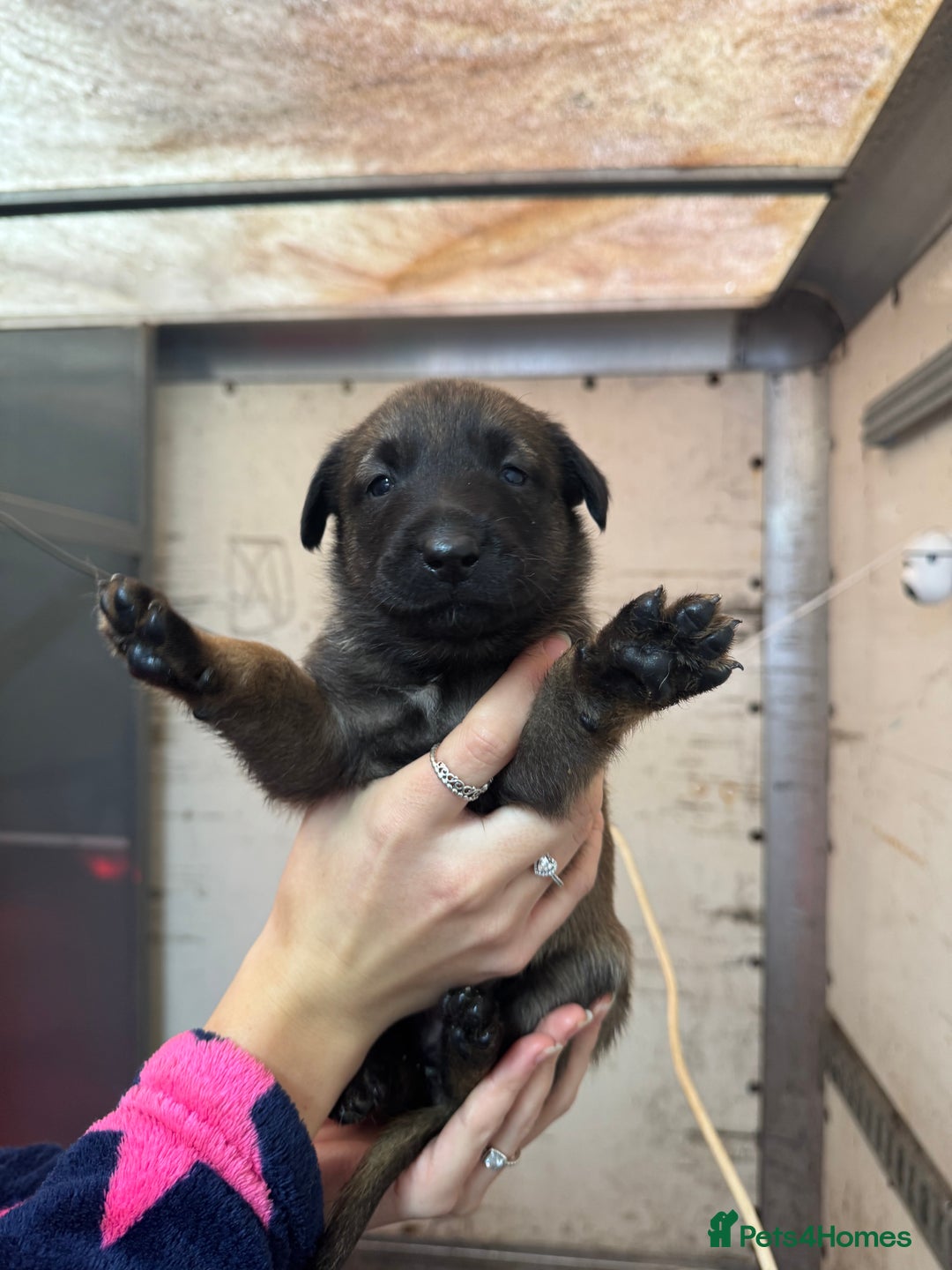 Belgian Shepherd Dog dogs for sale: 10 gorgeous Belgian Malinois pups - Advert 5