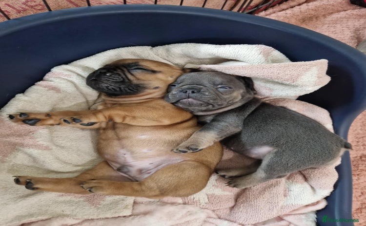 French Bulldog dogs - Advert 4
