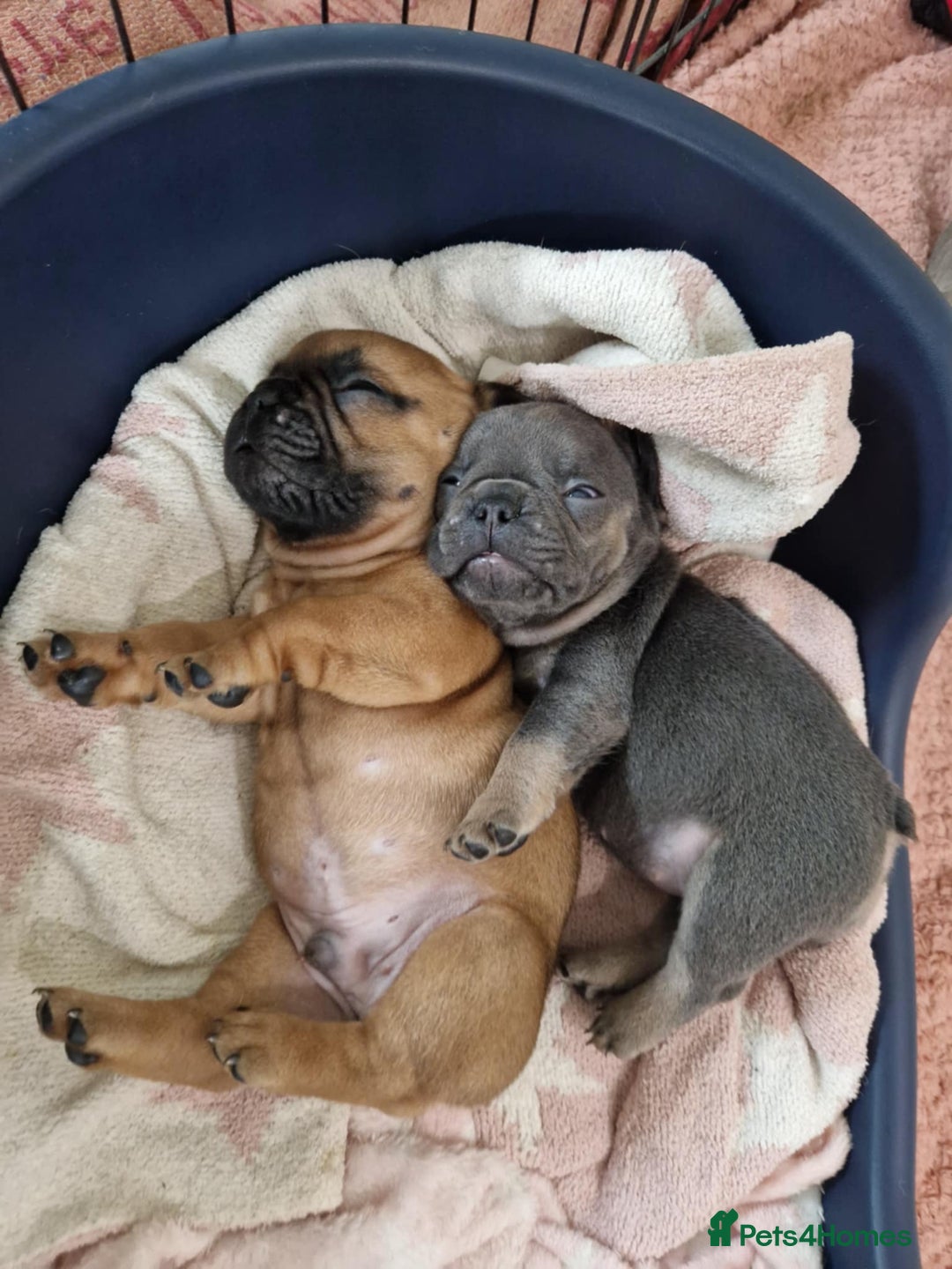French Bulldog dogs for sale: Full pedigree French bulldog puppies  - Image 1