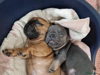 French Bulldog dogs - Advert 8