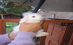 Lionhead rabbits for sale: Baby lionheads for sale - Image 2