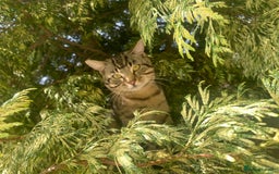 Bengal cats for sale: Cat looking for home  - Image 4