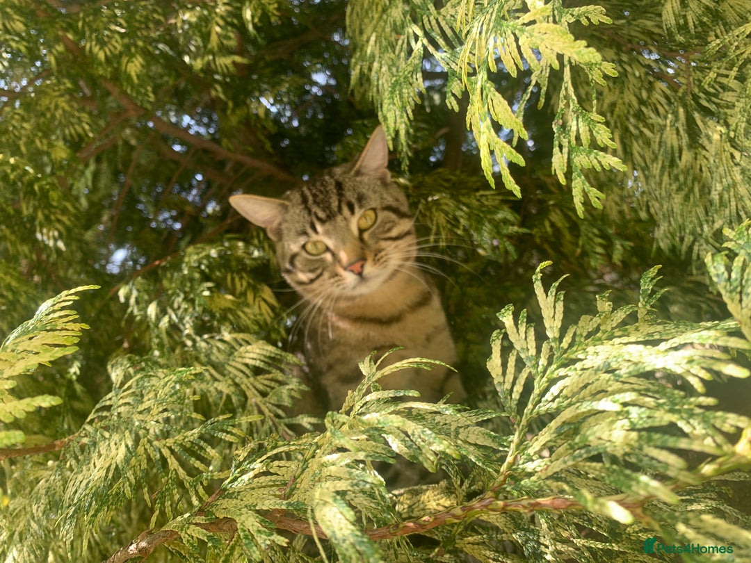 Bengal cats for sale: Cat looking for home  - Image 4