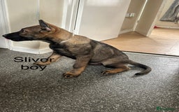 German Shepherd dogs for sale: German shepherd puppies looking for a new home  in Cambridge - Image 10