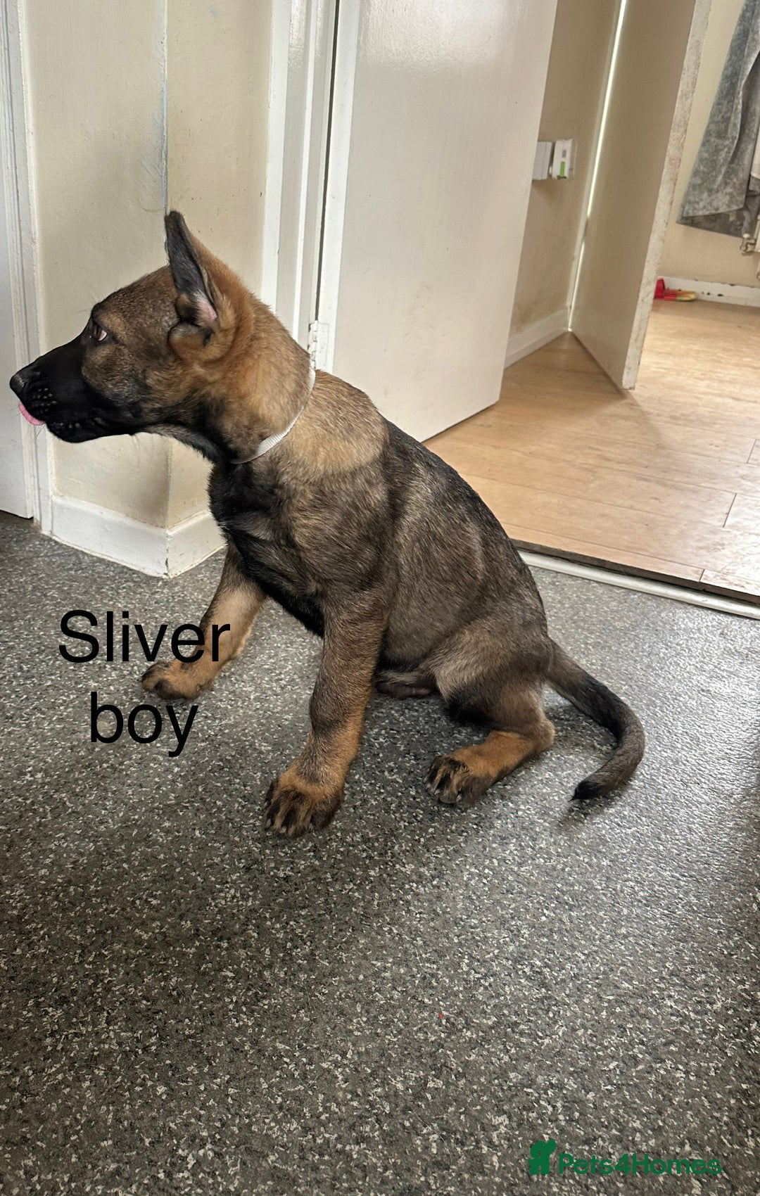German Shepherd dogs for sale: German shepherd puppies looking for a new home  in Cambridge - Image 10
