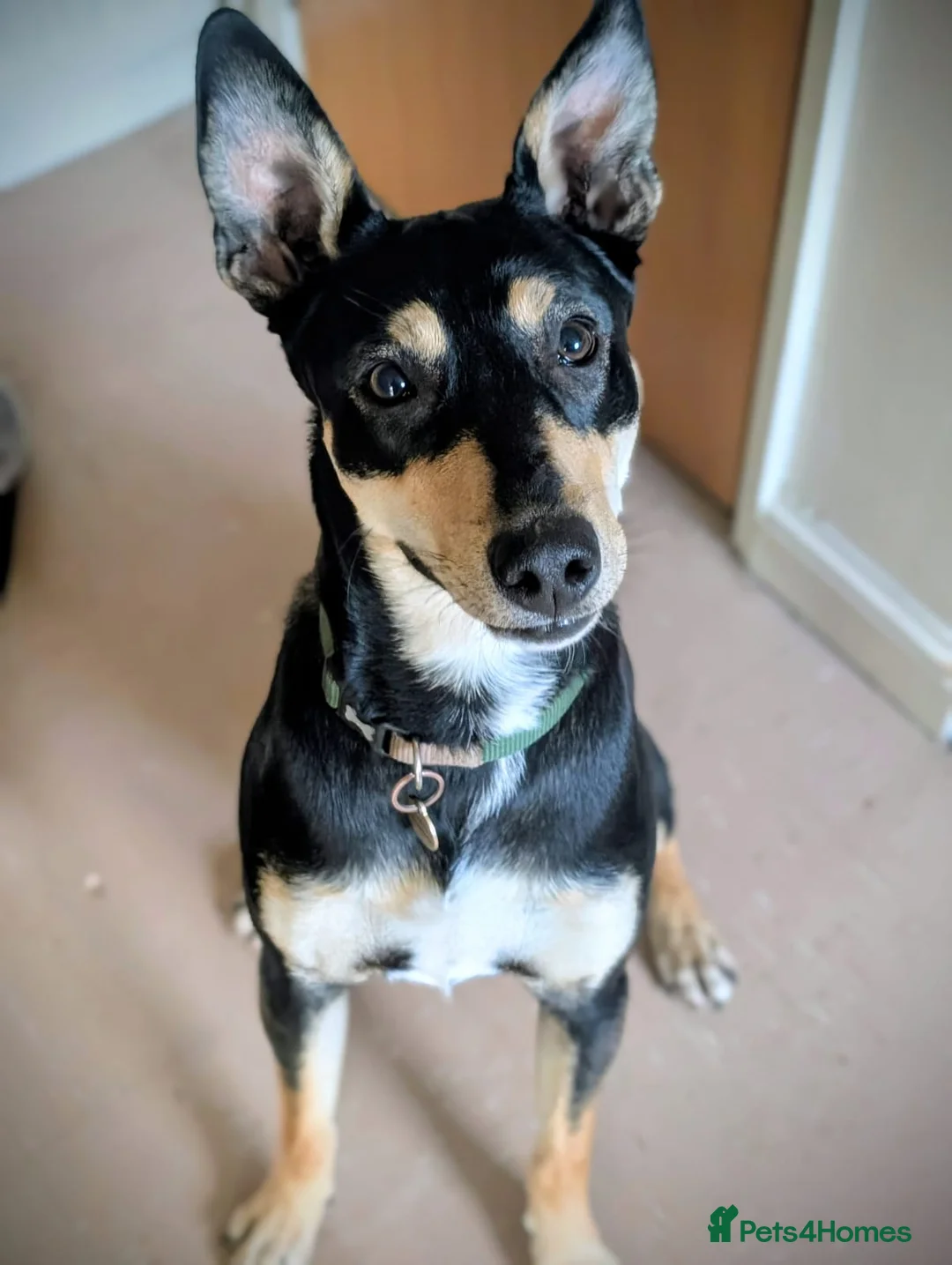 Mixed Breed dogs for adoption: Oreo - very sweet lad - Advert 5