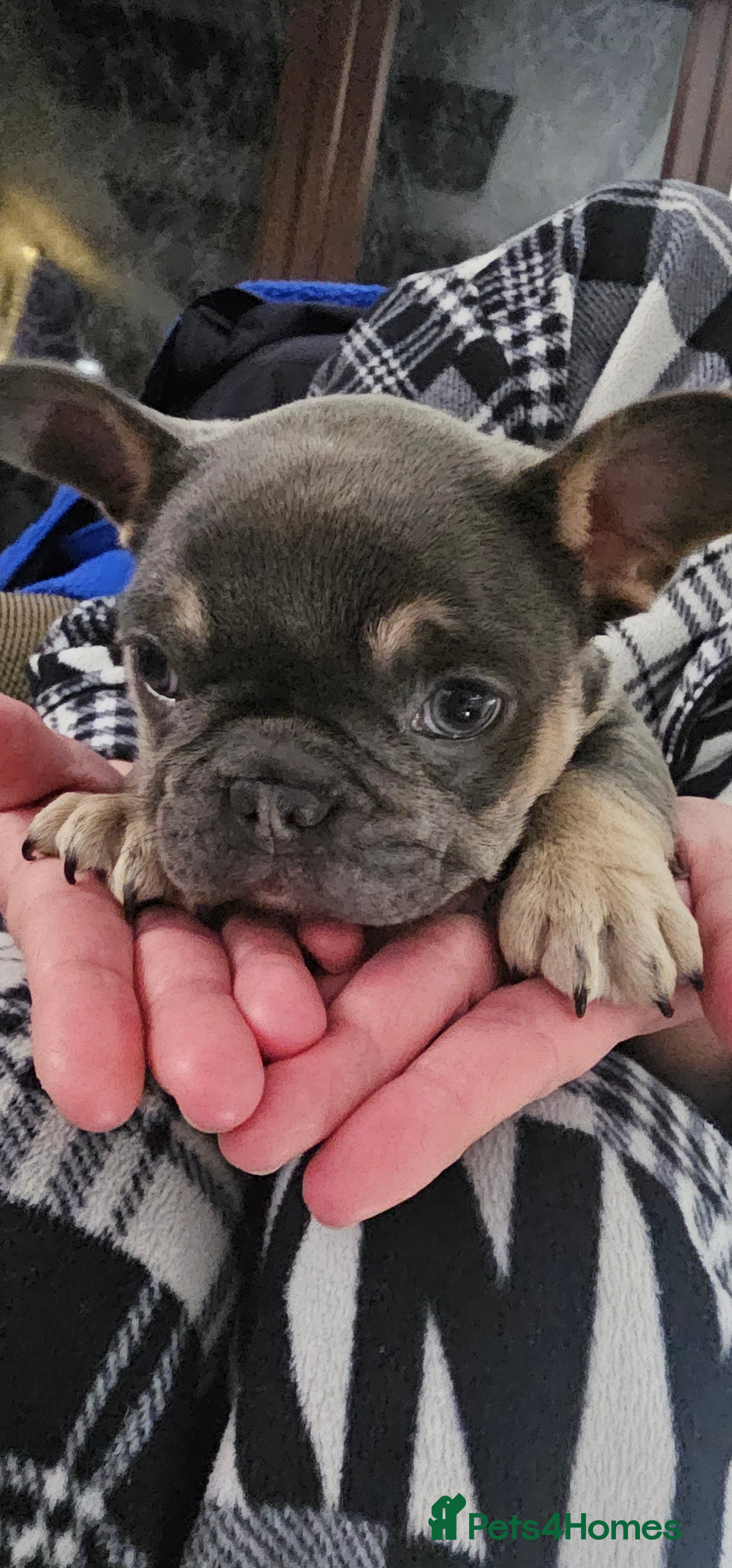 French Bulldog dogs French bulldog puppies  in Ipswich - Advert 3