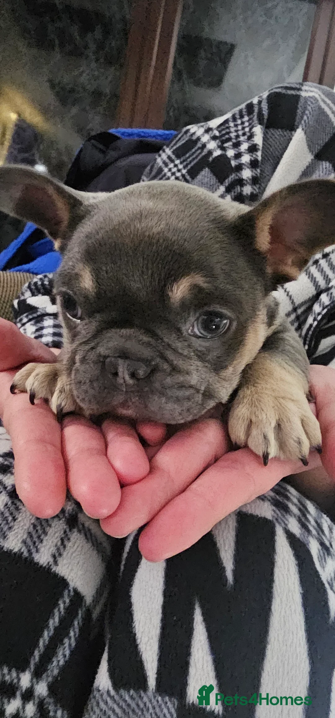 French Bulldog dogs for sale: French bulldog puppies  in Ipswich - Advert 1