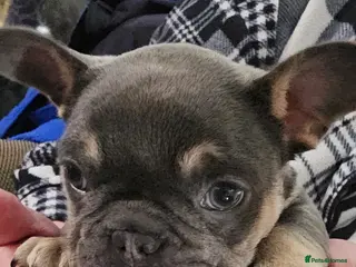 French Bulldog dogs French bulldog puppies in Ipswich - Advert 1
