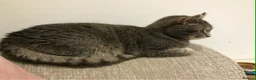 Mixed Breed cats for adoption: Tilly needs a loving home  - Advert 2