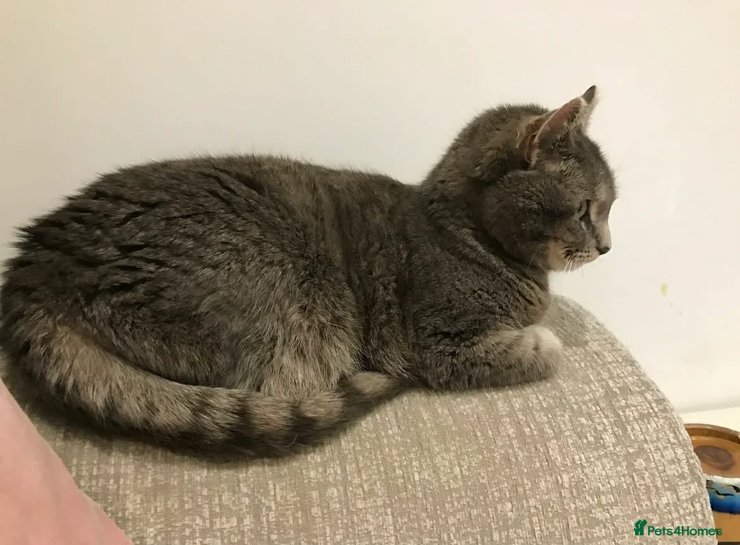 Mixed Breed cats for adoption: Tilly needs a loving home  - Advert 2