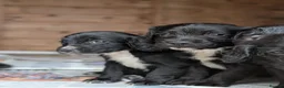 Sprocker dogs for sale: Black Sprocker Pups - Advert 11