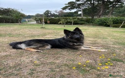 German Shepherd dogs for sale: Desperate for his forever home! - Image 2
