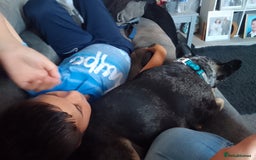 French Bulldog dogs for sale: Loki   - Image 5