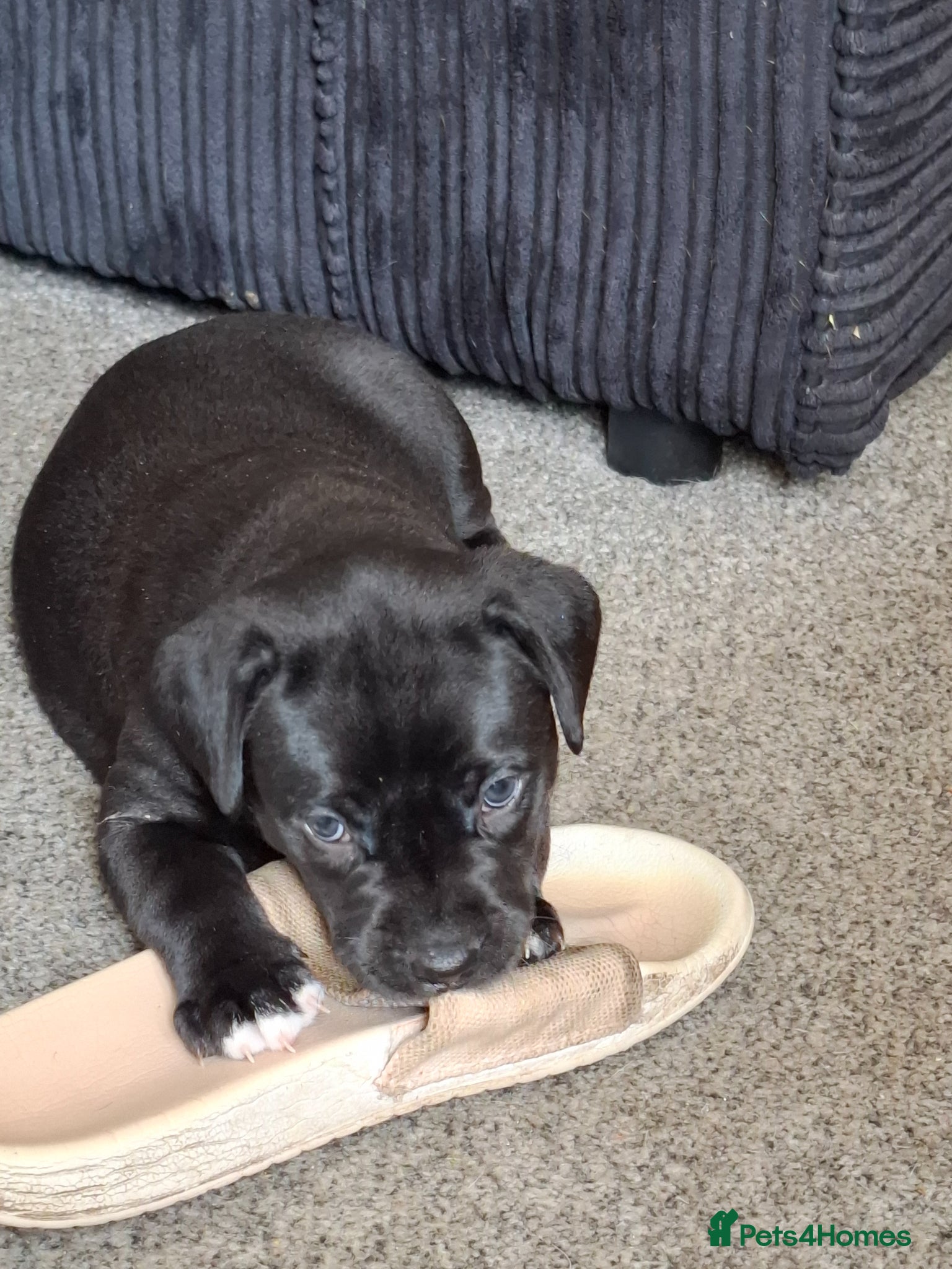 Mixed Breed dogs for sale: Staffy x labrador puppies - Advert 9
