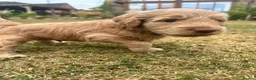 Mini Goldendoodle dogs for sale: High quality miniature Goldendoodles - Advert 17