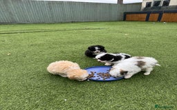 Mixed Breed dogs for sale: Bichon Maltese mix  - Advert 9