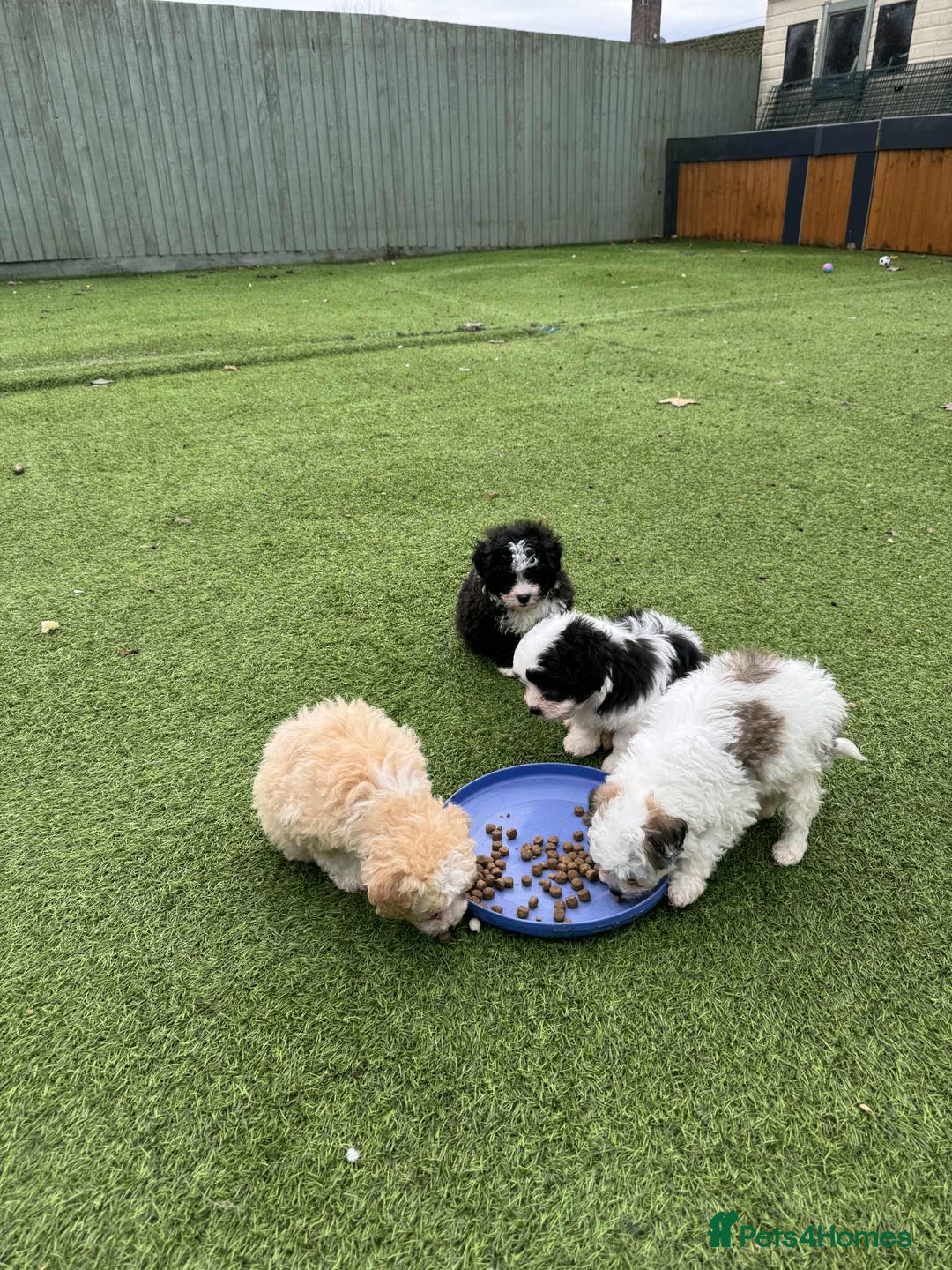 Mixed Breed dogs for sale: Bichon Maltese mix  - Advert 9