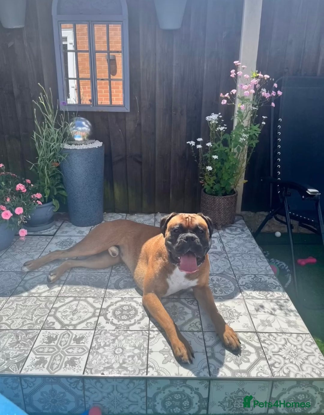 Boxer dogs for stud: KC Registered Boxer for Stud (Bobtail) - Advert 3