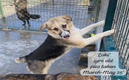 Mixed Breed dogs for adoption: Loki, 1 yr old, male. Reserved stc.  in Brixham - Image 15