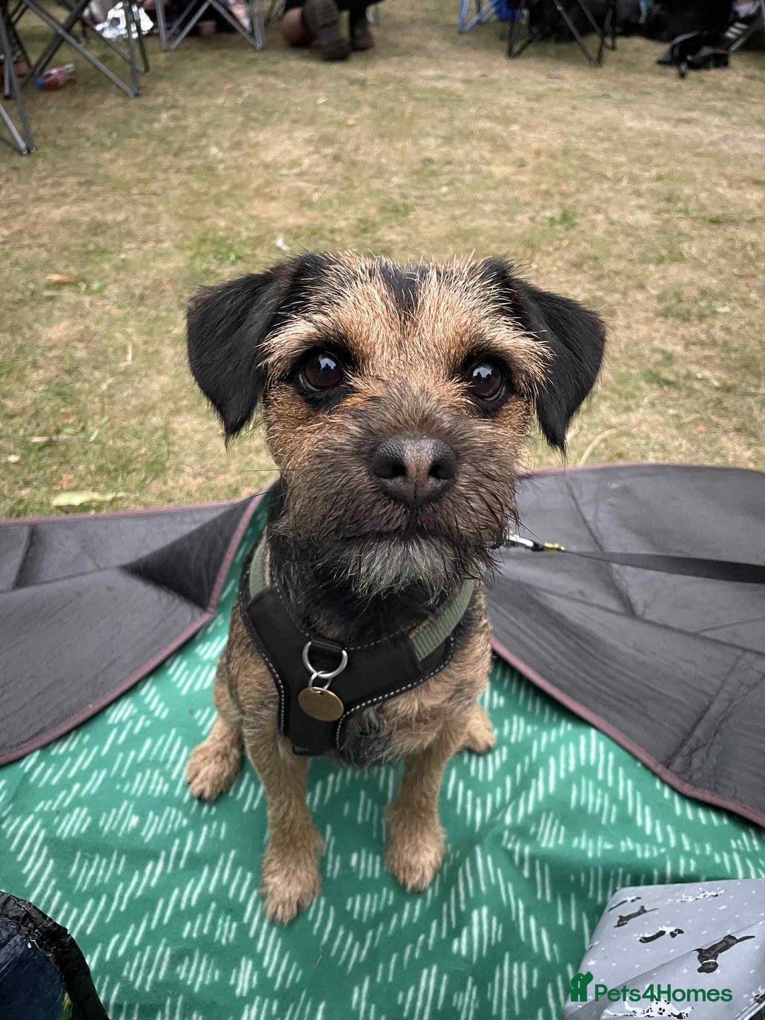 Border Terrier dogs for stud: KC registered, Slem clear first time stud - Advert 4