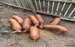 Pig livestock for sale: Tamworth piglets   - Image 4