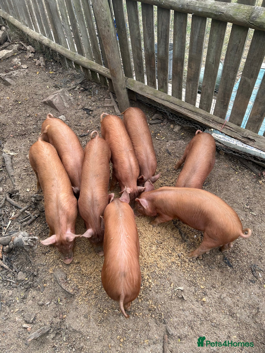 Pig livestock for sale: Tamworth piglets   - Image 4