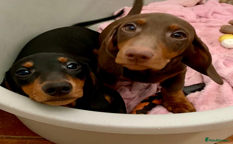 Miniature Dachshund dogs - Advert 10