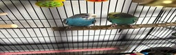 Budgerigars birds for sale: 2 Female Budgies  - Advert 2