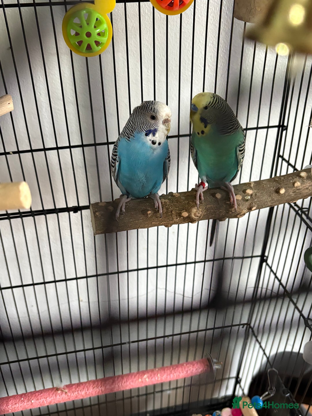 Budgerigars birds for sale: 2 Female Budgies  - Advert 2