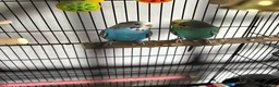 Budgerigars birds for sale: 2 Budgies  - Advert 2