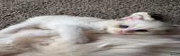 Ragdoll cats for sale: 5 Beautiful Fluffy Ragdoll Kittens  - Advert 24