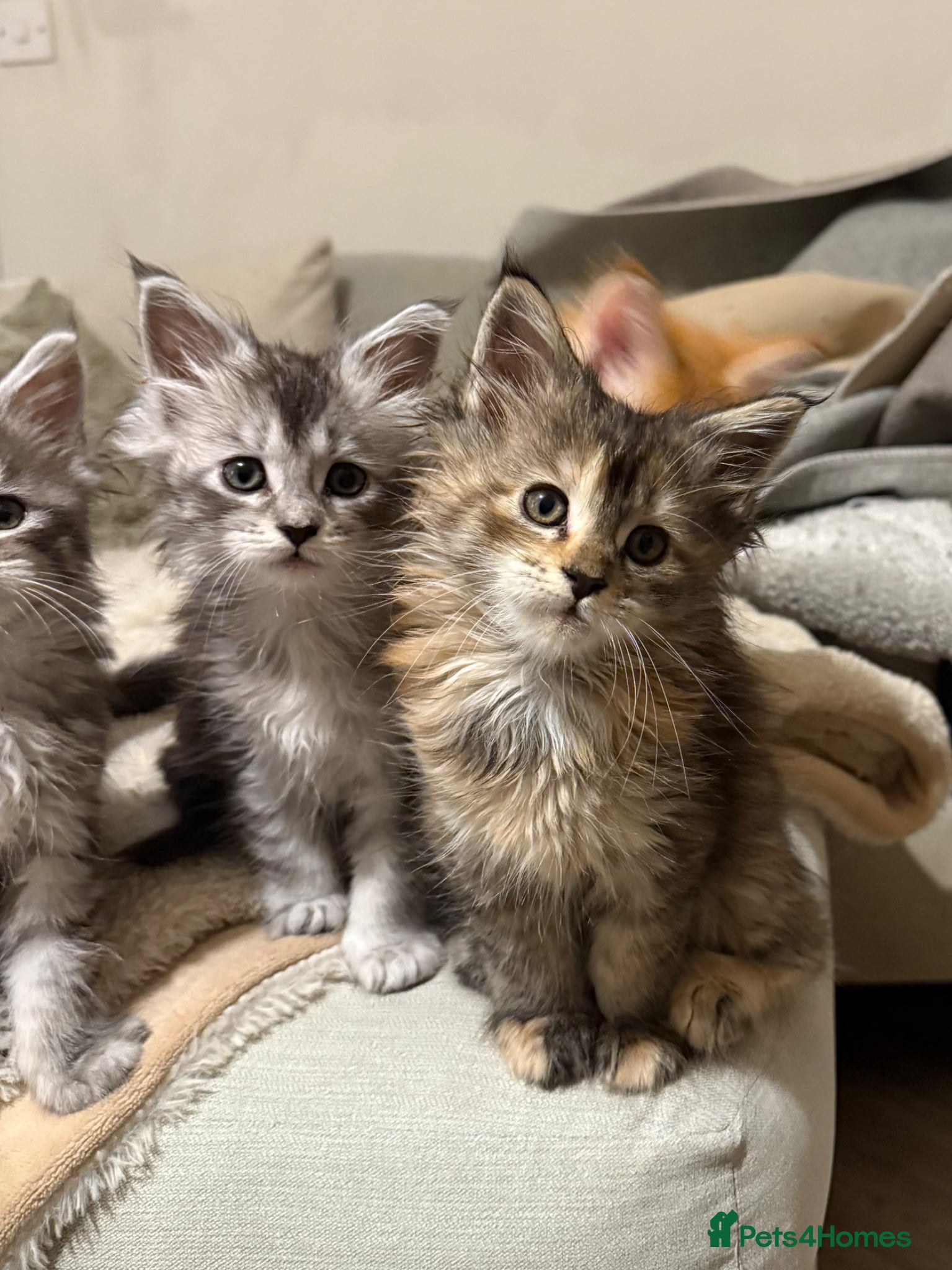 Maine Coon cats Maine coon kittens - Advert 2