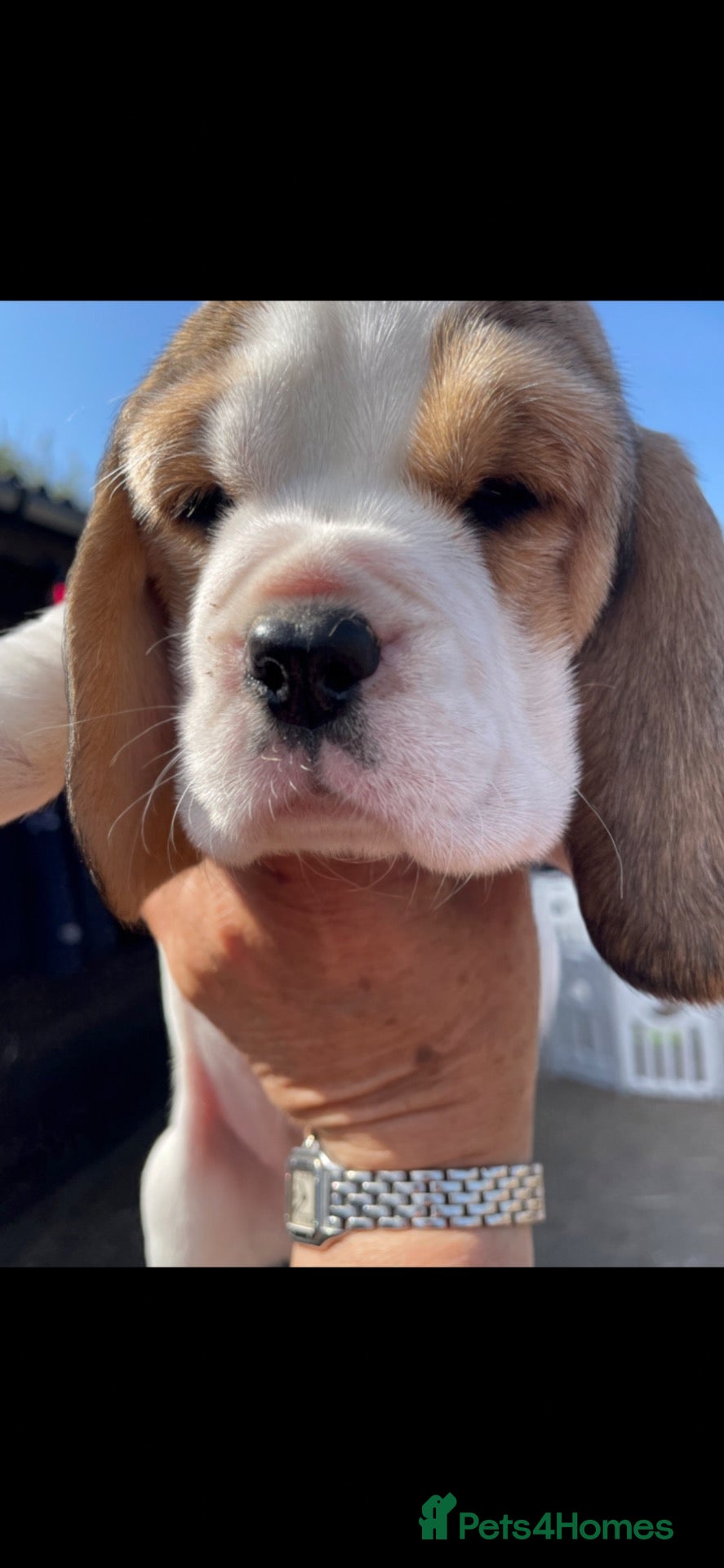 Beagle dogs STUNNING LITTER OF KC REG CHAMPION LINE BEAGLES  - Advert 1