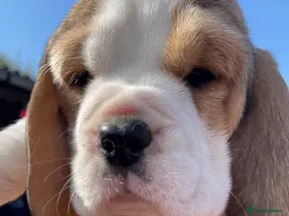 Beagle dogs STUNNING LITTER OF KC REG CHAMPION LINE BEAGLES - Advert 1