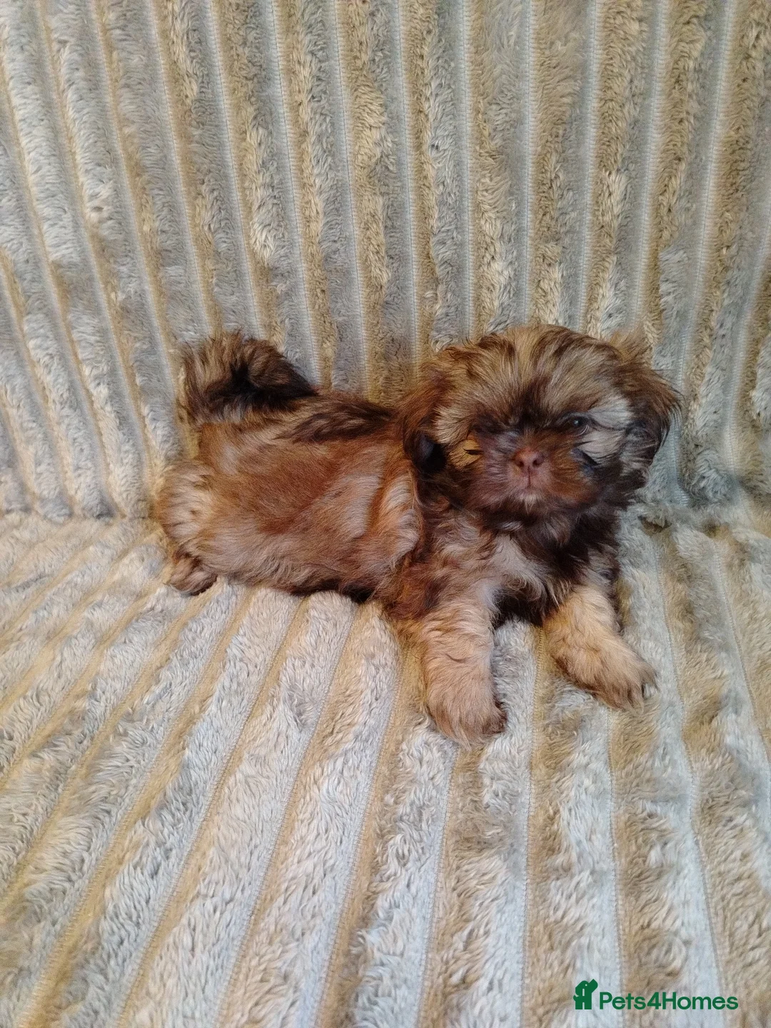 Shih Tzu dogs for sale: Beautiful imperial shih tzu babies  - Advert 9