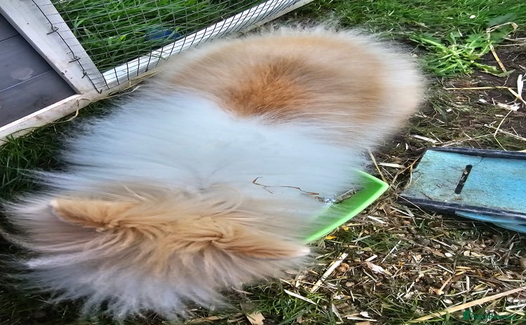 Lionhead rabbits - Advert 4
