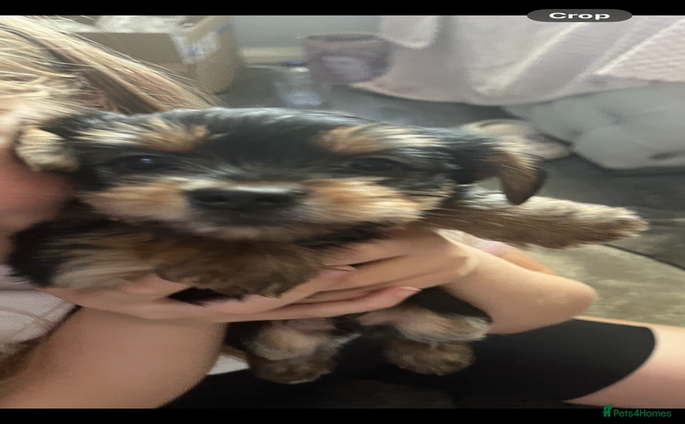 Yorkshire Terrier dogs - Advert 2
