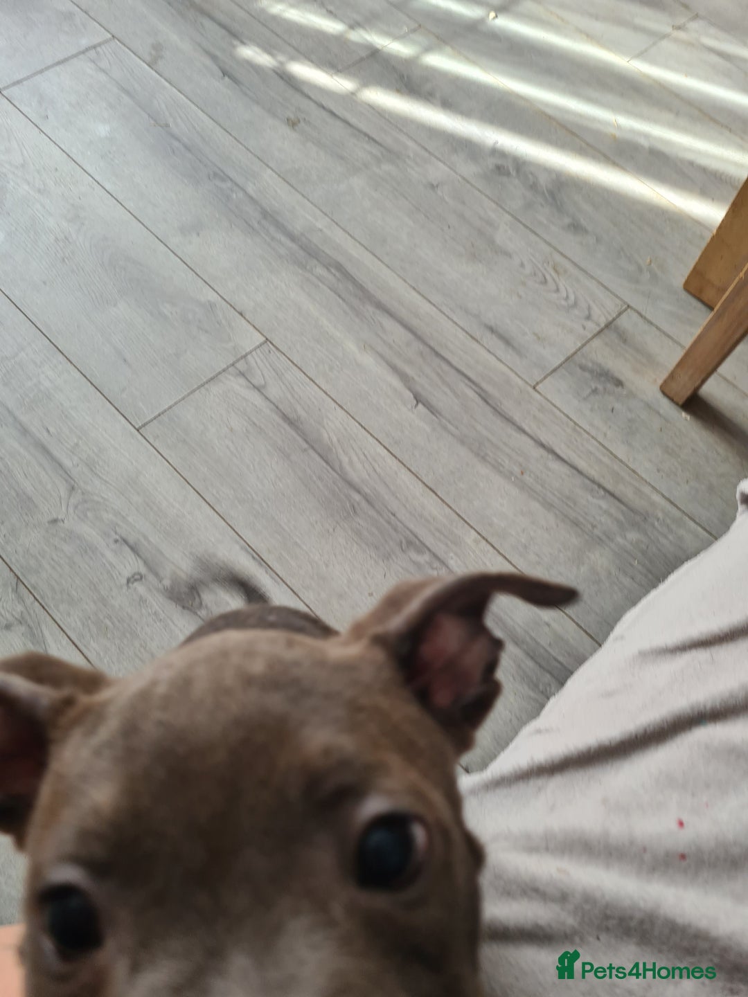 Staffordshire Bull Terrier dogs for sale: Lovely puppy  in Coventry - Image 15