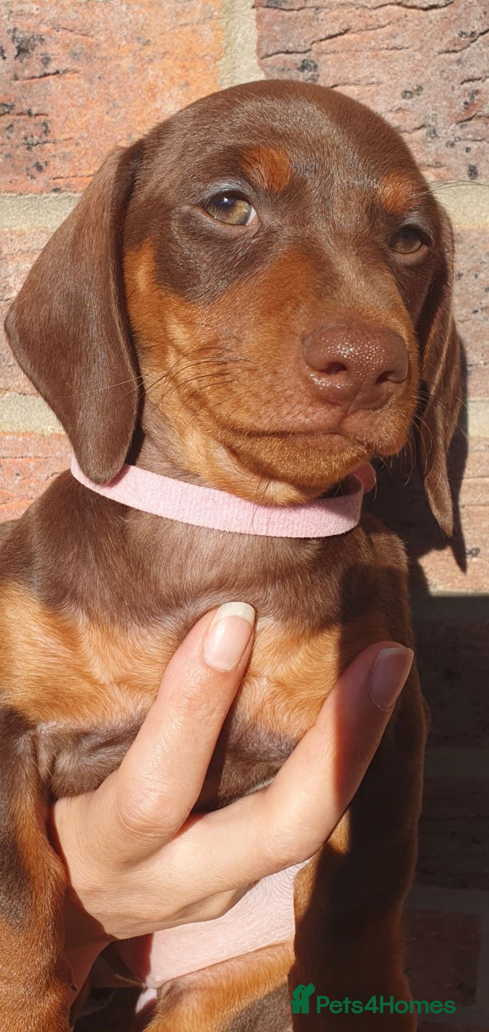 Dachshund dogs 1 Stunning Chunky female dachund left available  - Advert 1